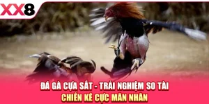 Đá Gà Cựa Sắt - Trải Nghiệm So Tài Chiến Kê Cực Mãn Nhãn