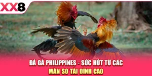 Đá Gà Philippines - Sức Hút Từ Các Màn So Tài Đỉnh Cao