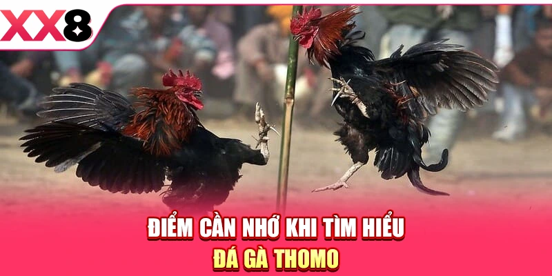 Điểm cần nhớ khi tìm hiểu đá gà Thomo