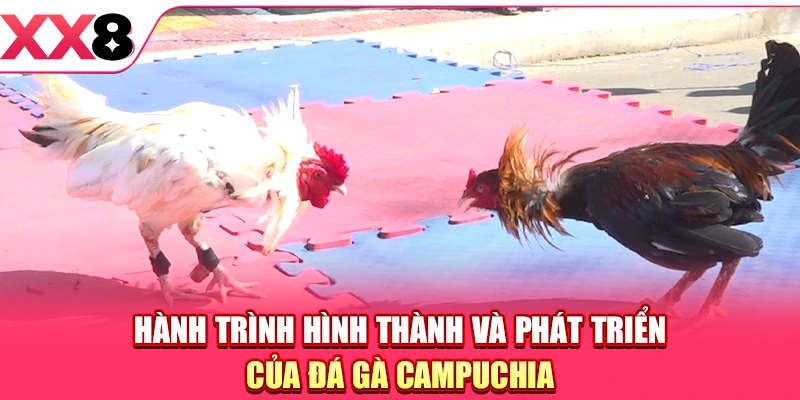 Hành trình hình thành và phát triển của đá gà Campuchia