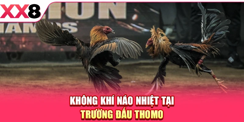 Không khí náo nhiệt tại trường đấu Thomo