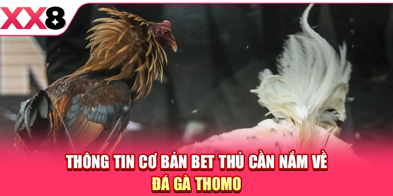 Thông tin cơ bản bet thủ cần nắm về đá gà Thomo